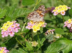 Painted Lady on Lantana