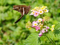 Lantana-White Striped Longtail