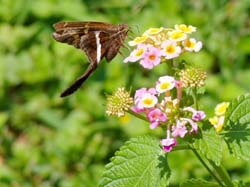 Lantana-White Striped Longtail