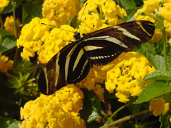 Lantana-Zebra Longwing