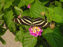 Lantana-Zebra Longwing