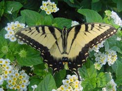 Tiger Swallowtail on Lantana