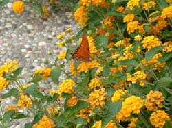 Lantana-Gulf Fritillary