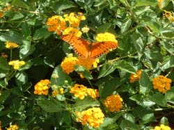 Lantana-Gulf Fritillary