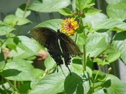 Tiger Swallowtail (black form) on Lantana