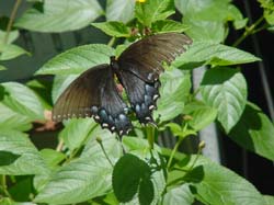 Pipevine Swallowtail on Lantana