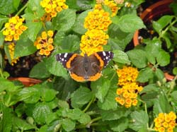 Lantana-Red Admiral