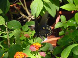 Lantana-Pipevine Swallowtail