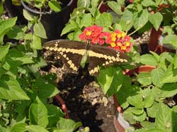 Lantana-Giant Swallowtail