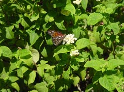 Lantana-Gulf Fritillary