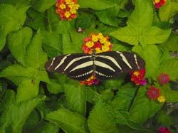 Lantana-Zebra Longwing