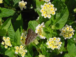 Painted Lady on Lantana Denholm White