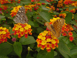 Painted Lady and Twany Emperor on Lantana Radiation