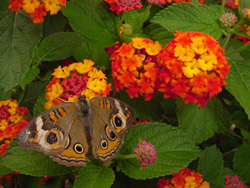 Common Buckeye on Lantana Radiation