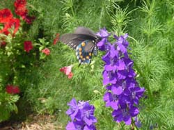 Larkspur-Pipevine Swallowtail