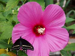 Black Swallowtail on Mallow Hibiscus