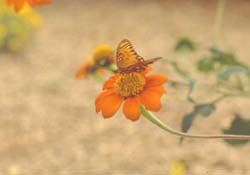 Mexican Sunflower-Gulf Fritillary