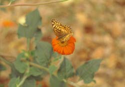 Mexican Sunflower-Variegated Fritillary