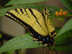 Tiger Swallowtail on Milkweed