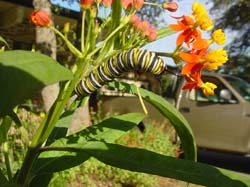 Milkweed-Monarch Larva