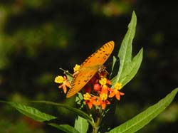 Milkweed-Gulf Fritillary