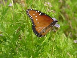 Mistflowers-Queen Monarch