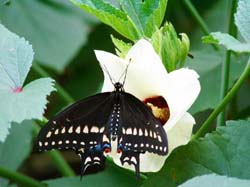 Black Swallowtail on Okra