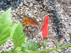 Old Petersen's-Gulf Fritillary