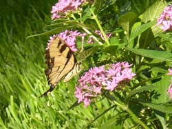 Tiger Swallowtail on Pentas