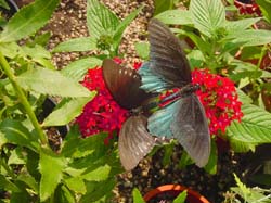 Pipevine Swallowtails on Pentas