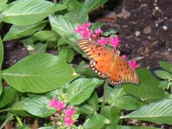 Pentas-Gulf Fritillary