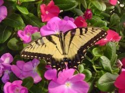 Periwinkle-Tiger Swallowtail