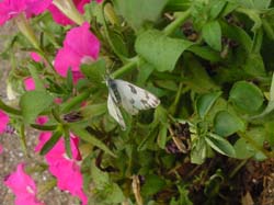 Checkered White on Petunia