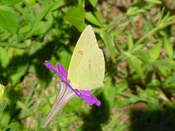 Cloudless Sulphur on Petunia