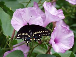 Black Swallowtail on Pink Bush Morning Glory