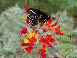 Black Swallowtail on Pride Of Barbados