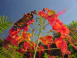 Pride Of Barbados-Painted Lady