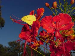 Pride Of Barbados-Sleepy Orange