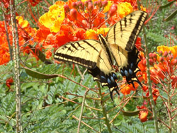 Tiger Swallowtail on Pride Of Barbados