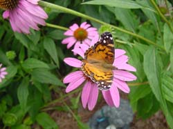 Painted Lady on Purple Coneflower