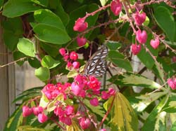 Red Coral Vine (Fandango)-Gulf Fritillary