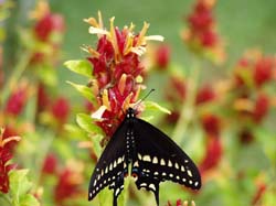 Red Shrimp Plant-Black Swallowtail