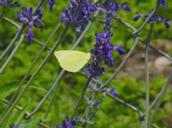 Cloudless Sulphur on Salvia