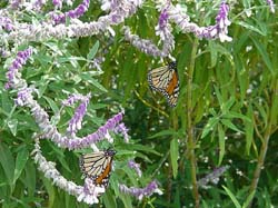 Salvia-Monarch Butterfly