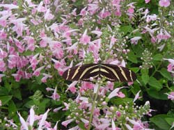 Salvia-Zebra Longwing