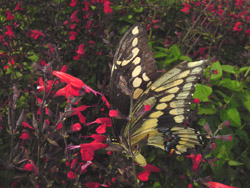 Giant Swallowtail on Salvia Coccinia