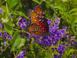 Sky Flower-Queen Monarch