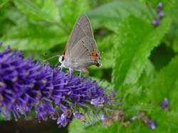 Gray Hairstreak on Speedwell