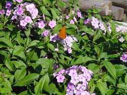 Summer Phlox-Gulf Fritillary