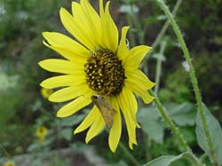 Skipper on Sunflower